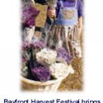 Bayfront Harvest Festival