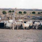 Diné Be’iina and the Black Mesa Weavers for Life and Land