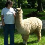 The Alpaca Company