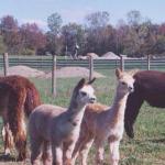 Moonlight Meadow Farm